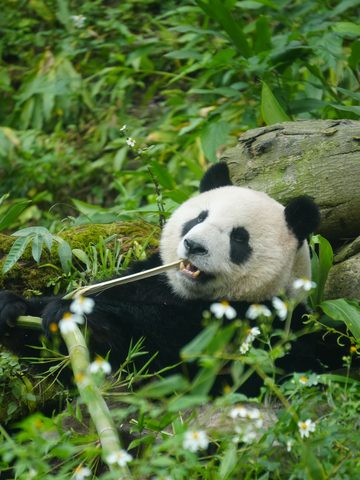 Giant panda eating bamboo