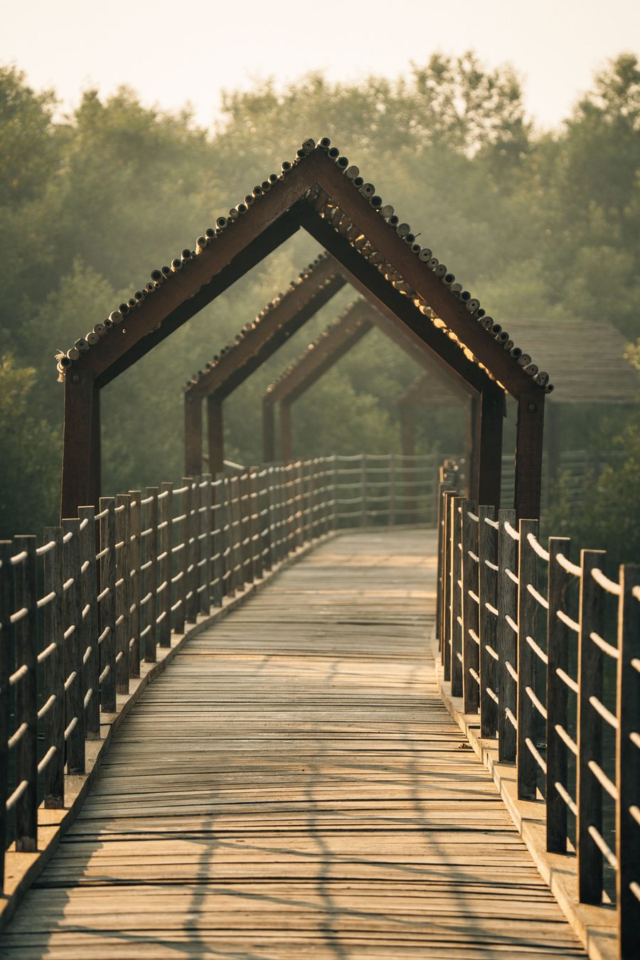 A wooden boardwalk with peaked timber frames running through dense mangrove trees